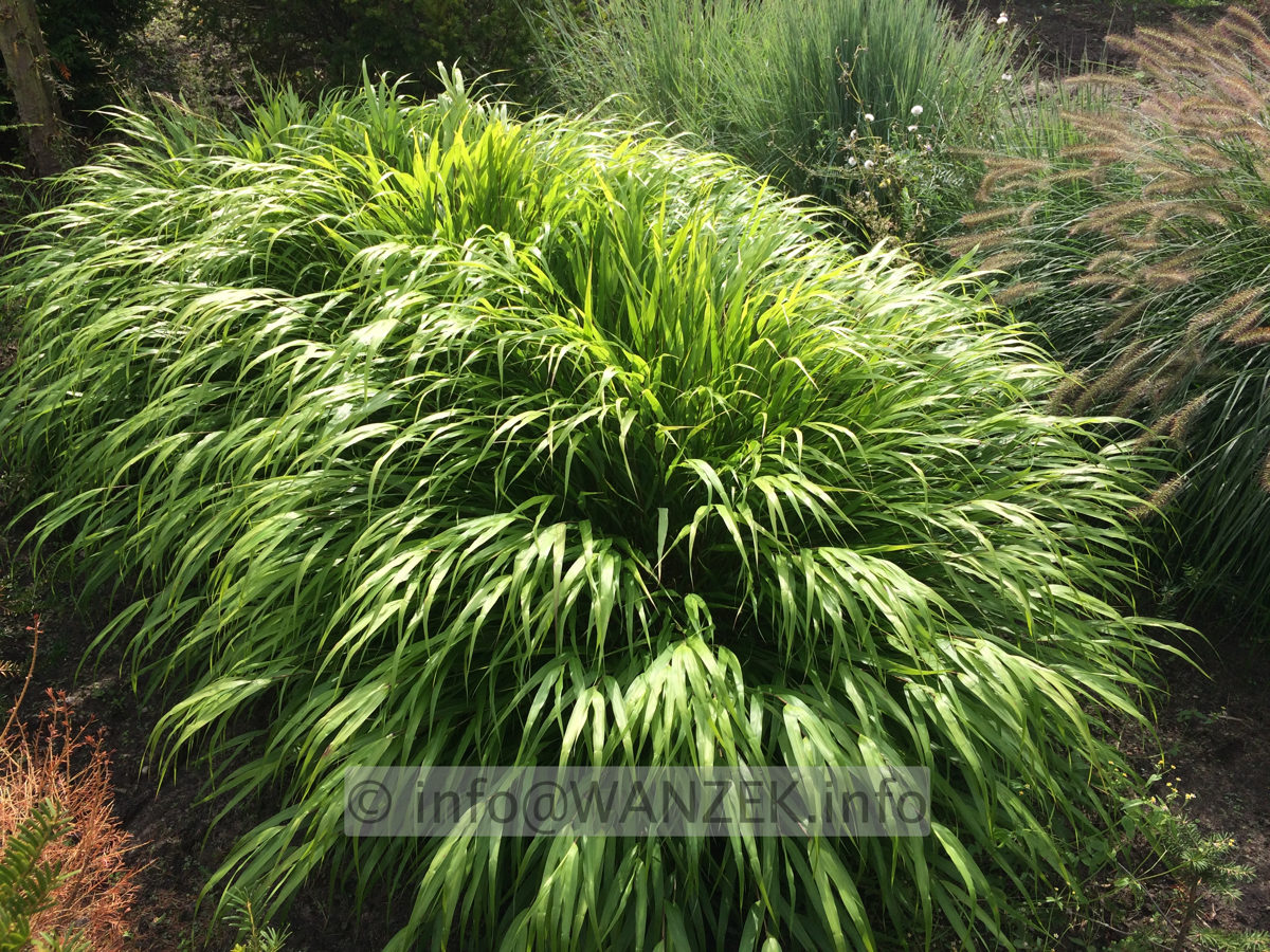 Hakonechloa macra 01.JPG